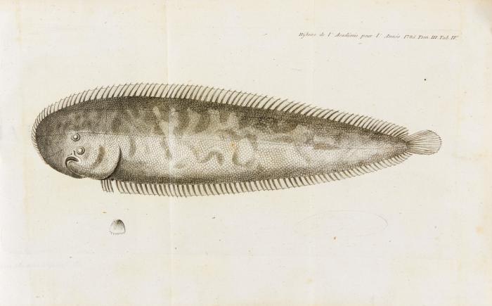 Nova Acta Academiae Scientiarum Imperialis Petropolitanae Tomus III. Praecedit historia eiusdem Academiae ad annum MDCCLXXXV.