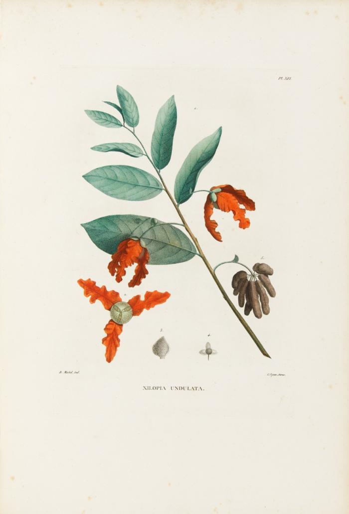 Flore d'Oware et de Benin en Afrique. Bd. I (von 2), Lief. 1-5 (von 20).