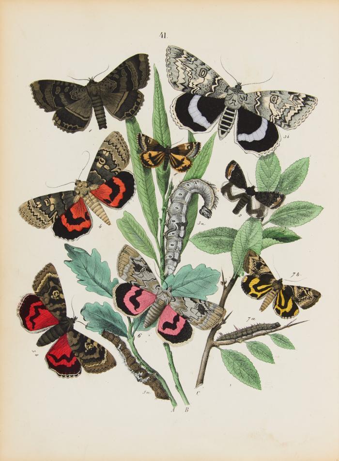 Le monde des papillons. Promenade a travers champs. Avec une préface de George Sand suivi de l'histoire naturelle des lépidoptères d'Europe par A. Depuiset. 2 Tle. in 1 Bd.
