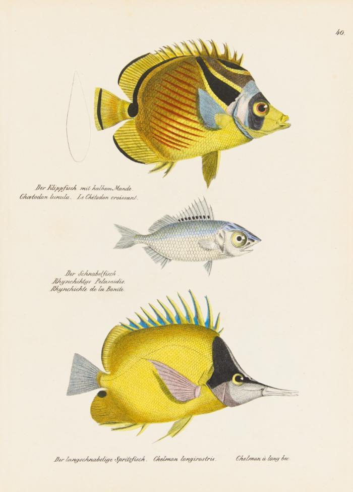 Naturgeschichte und Abbildungen der Fische.
