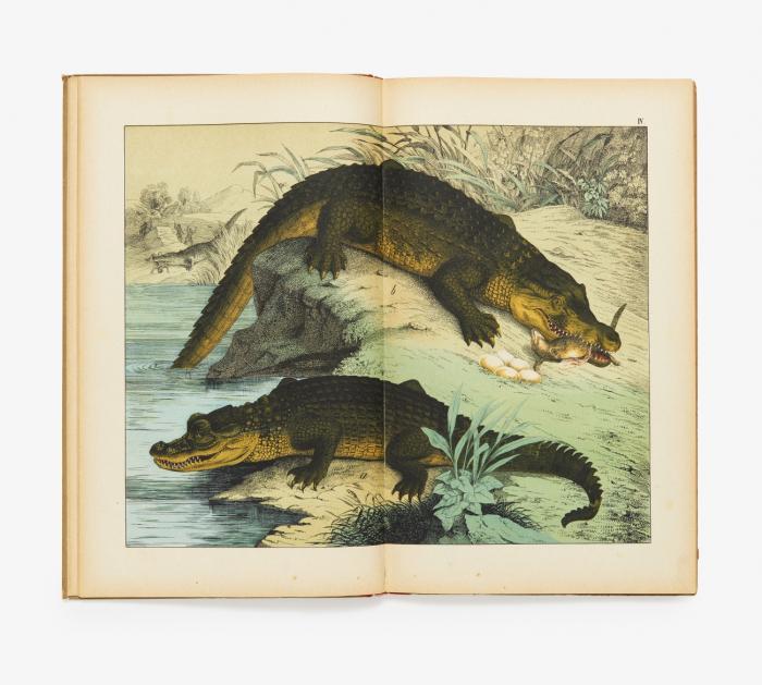 Naturgeschichte des Thier- , Pflanzen - & Mineralreichs in colorirten Bildern. Mischaufl. (8.-9.).  Tl. I - III in 3 Bdn.