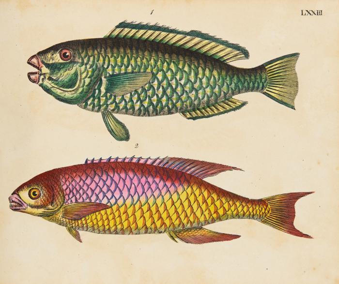 Naturgeschichte in Bildern mit erläuterndem Text. IV. Lieferung: Fische.