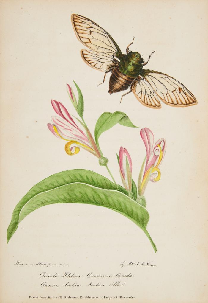 Remarks on the Linnaean orders of insects, forming a short and familiar introduction to the study of entomology.