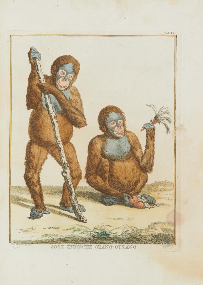 Déscription d'un recueil exquis d'animaux rares  ... aux ménageries appartenant à S. A. le Prince d'Orange-Nassau. 33 Tle. in 1 Bd.
