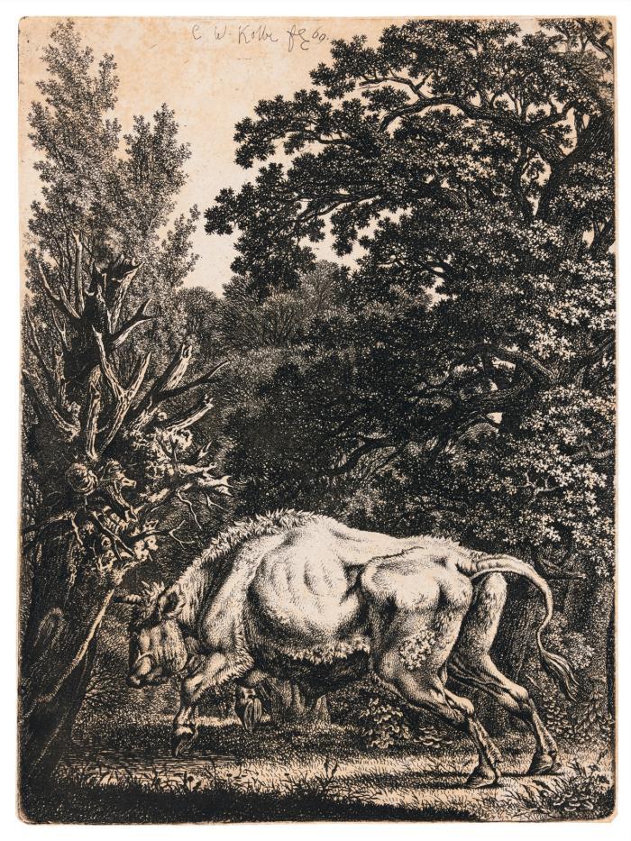 Walddickicht, vor dem ein Stier nach links springt.