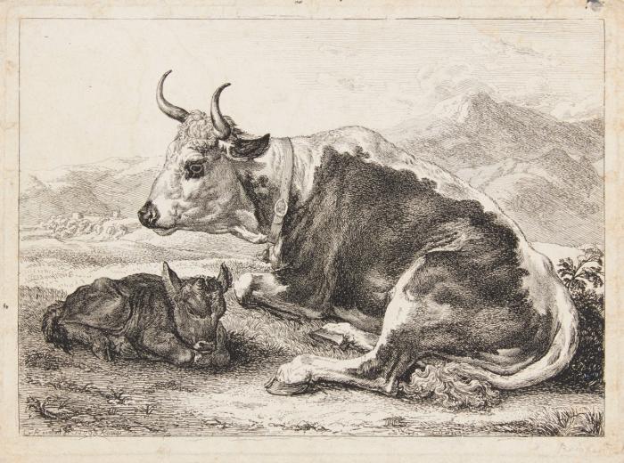 Ruhende Kuh mit Kalb.