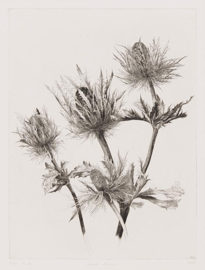 Großes Eryngium (Mannstreu).