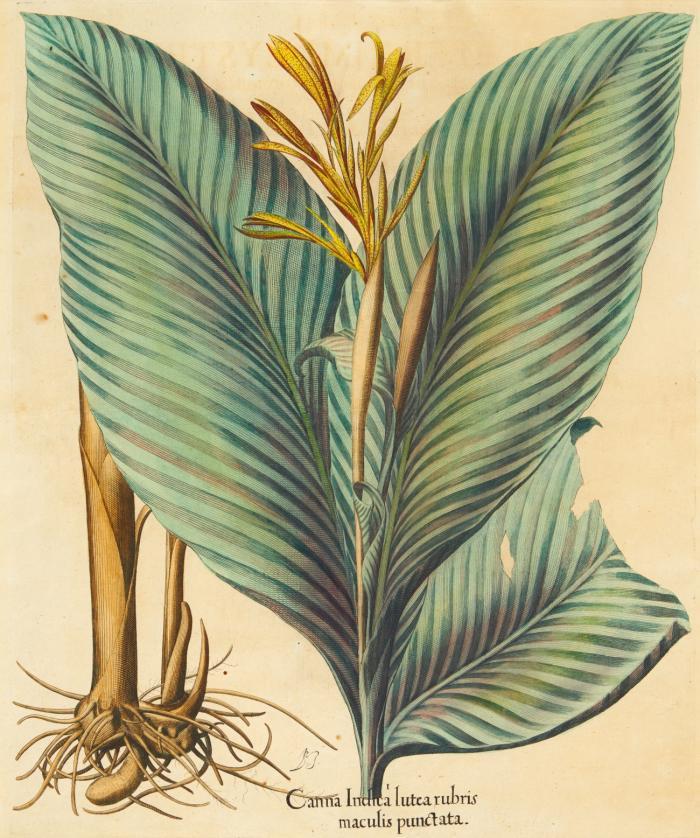 Hortus Eystettensis. Canna Indica lutea rubris maculis punctata, Indisches Blumenrohr.