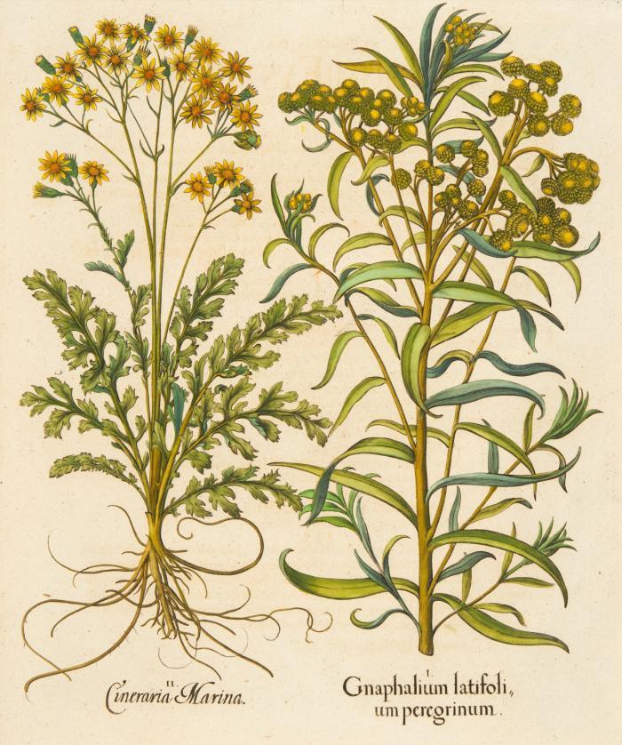 Hortus Eystettensis. I. Gnaphalium latifolium peregrinum. II. Cineraria Marina, Asterngewächs, Greiskräuter.