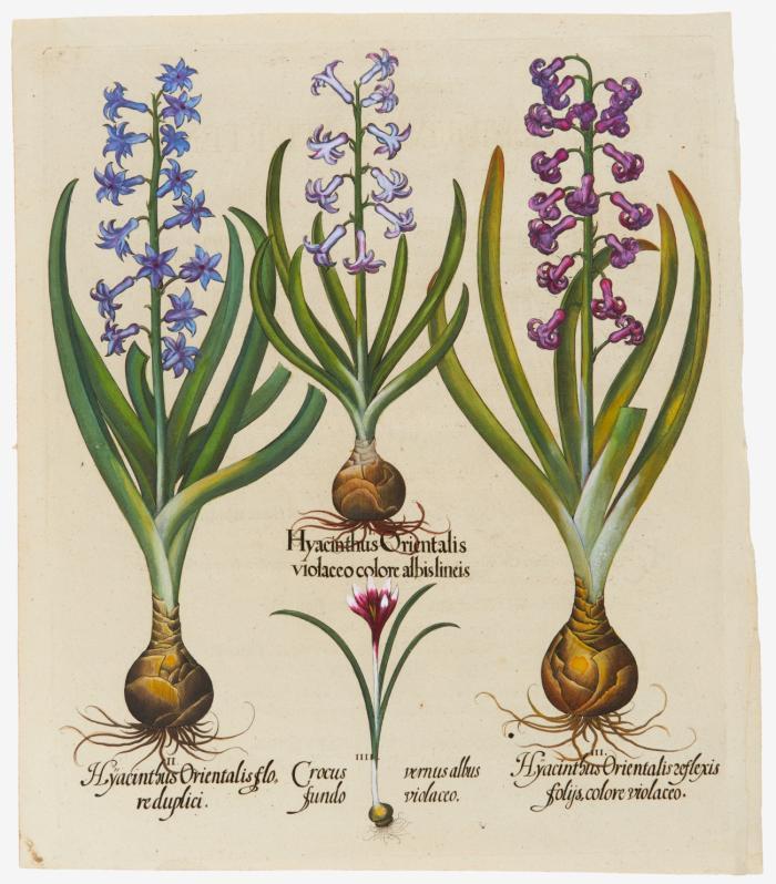 Hortus Eystettensis. I. Hyacinthus Orientalis violaceo colore albislineis / II. Hyacinthus orientalis floreduplici / III. Hyacinthus orientalis reflexis folijs colore violaceo / III. Crocus vernus albus fundo violaceo, Hyazinthen und Krokus.