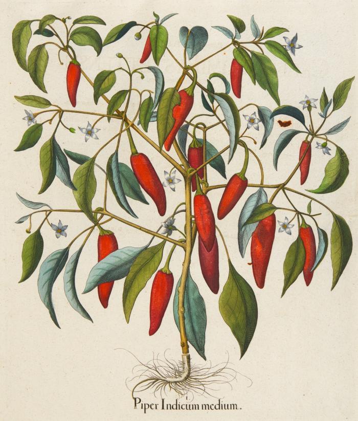 Hortus Eystettensis. Piper Indicum medium, indianischer Pfeffer.