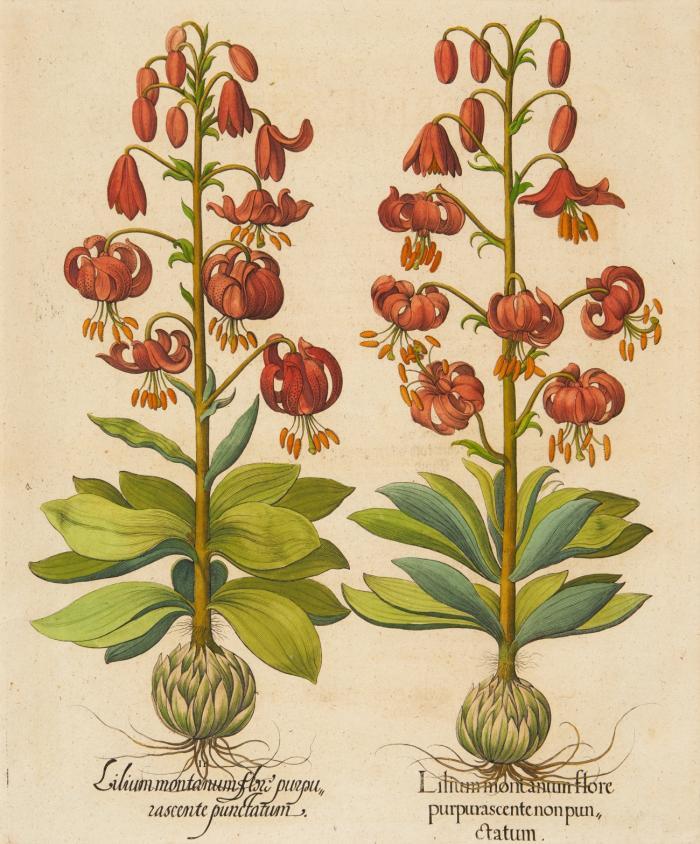 Hortus Eystettensis. Lilium Montanum flore purpurascente non punctatum / II. Lilium Montanum flore purpurascente punctatum, Berglilie, Türkenbund-Lilie.