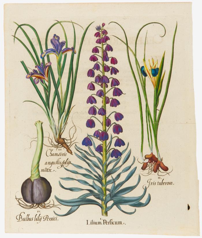 Hortus Eystettensis. I. Lilium persicum / II. Iris tuberosa / III. Chamiiris angustis foliis minor / IV. Bulbus lilij persici, Persische Fritillarie, Schwertlilien.