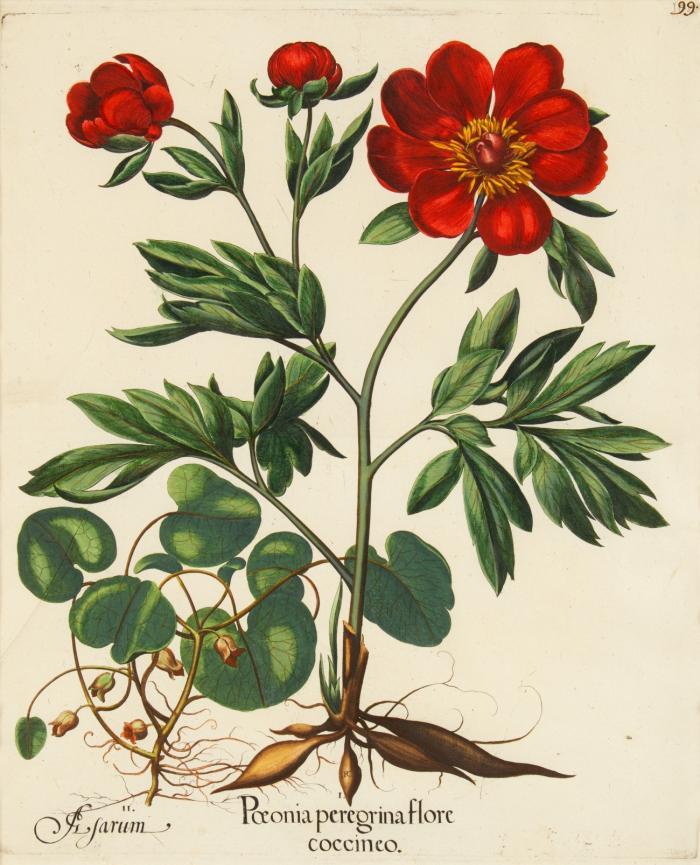 Hortus Eystettensis. I. Paeonia peregrina flore coccineo / II. Afarum. Byzantinische Pfingstrose, Hasenwurz.