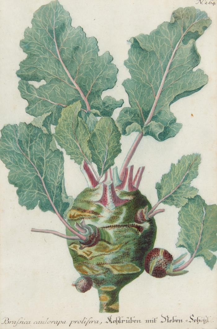 Botanik. - Kohl. - Brassica capitata rubra ... Rother Kappis / Brassica capitata purpurea et alba, Gestreiffter Kopff-Kohl ... Blühender Kopff-Kohl / Brassica alba vel viridis, Wursich / Brassica caulorapa prolifera, Kohlrüben mit Neben-Schößl.