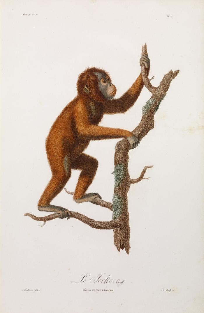 Histoire naturelle des singes et des makis.