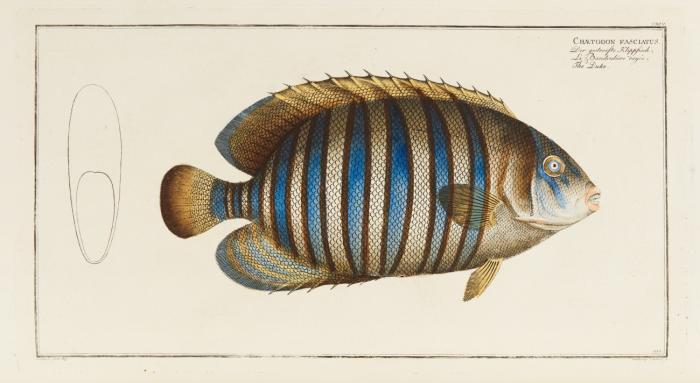 Ichthyologie, ou histoire naturelle générale et particulière des poissons. Avec des figures enluminées, dessinées d'après nature. (Ins Französ. übersetzt von J. C. de Laveaux). Première partie - Sixième & dernière partie. 6 in 3 Bden.