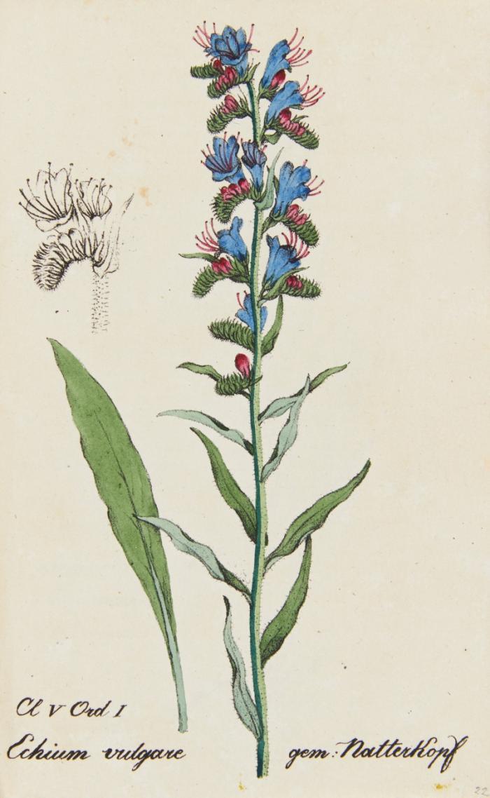 Die Flora der Schweiz. Fortgesetzt und hrsg. von Osw. Heer. 3 Bde. + 282 weitere kolor. Lithotafeln aus 