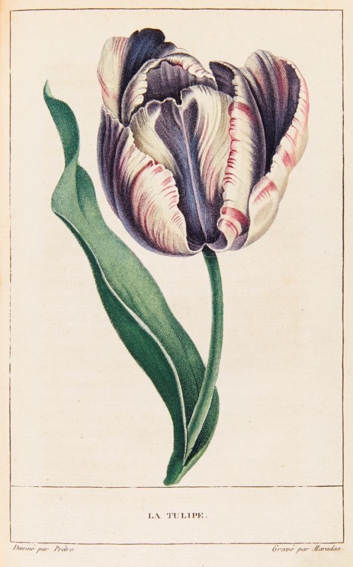 La corbeille de(!)  fleurs, ouvrage de botanique et de littérature ... destiné aux jeunes demoiselles.