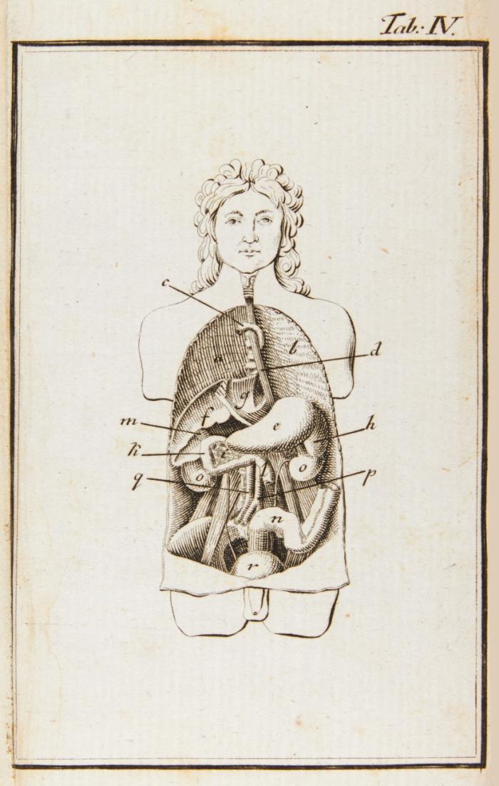 Anatomische Grundbegriffe von den Eingeweiden der Menschen, und ihren Verrichtungen.