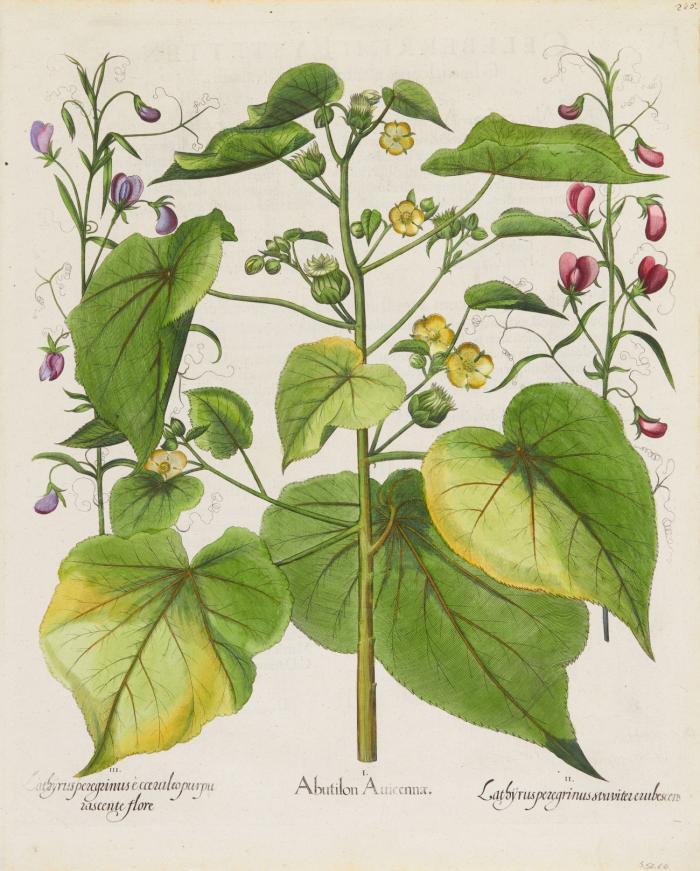 Hortus Eystettensis. I. Abutilon Auicennae / II. Lathyrusperegrinus svavitererubescens / III. ecceruleopurpurascente flore, Schönmalve, Platterbsen.