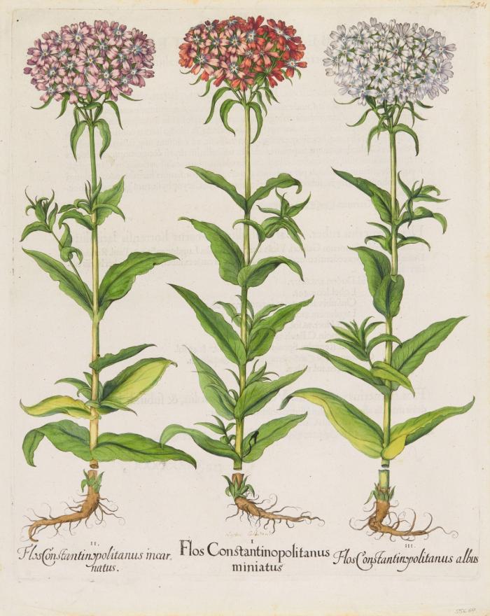 Hortus Eystettensis. I. Flos Constantinopolitanus miniatus / II. incarnatus / III. albus, Brennende Liebe.