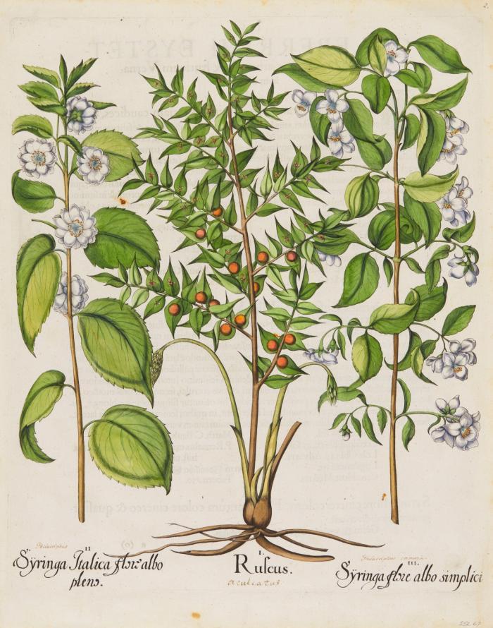 Hortus Eystettensis. I. Ruscus / II. Syringa Italica flor albo plens / III. Syringa albo flore simplici, Stechender Mäusedorn und Jasmin.