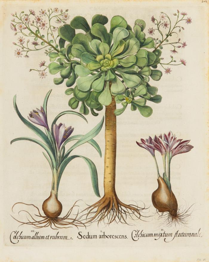 Hortus Eystettensis. I. Sedum arborescens / II. Colchium mixtum Autumnale / III. Colchium album et rubrum, Dachwurz, Herbstzeitlose.
