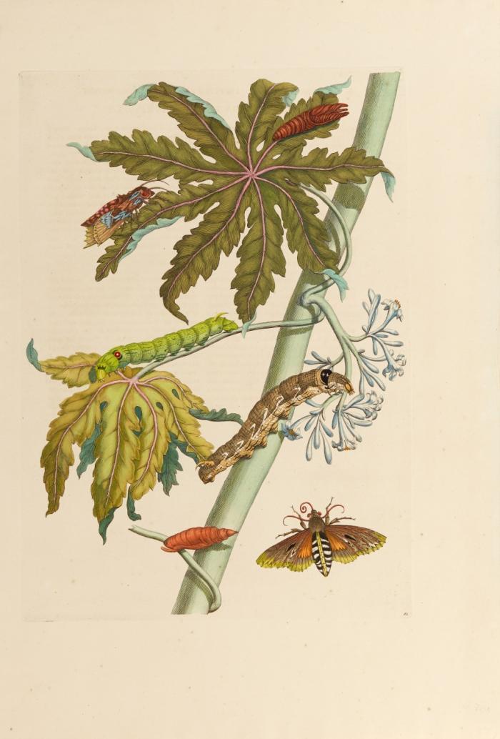 Schmetterlinge und Raupen.