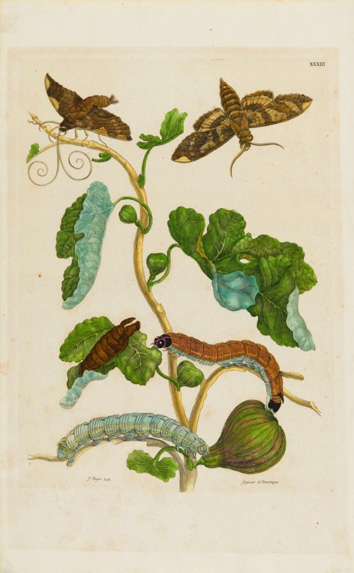Schmetterlinge und Raupen.