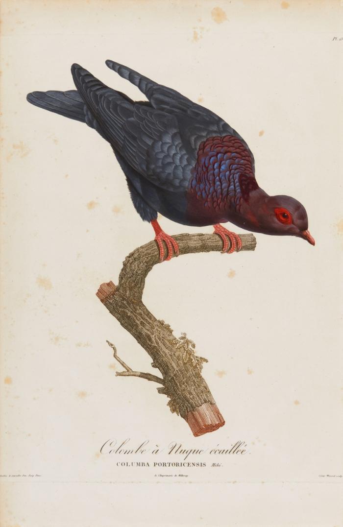Vögel. Colombe à Nuque écaillée - Columba Portoricensis (Taube)