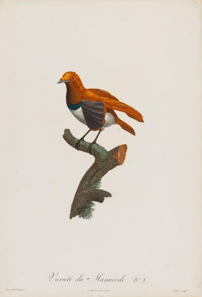 Vögel. Variété du Manucode (Paradieskrähe).