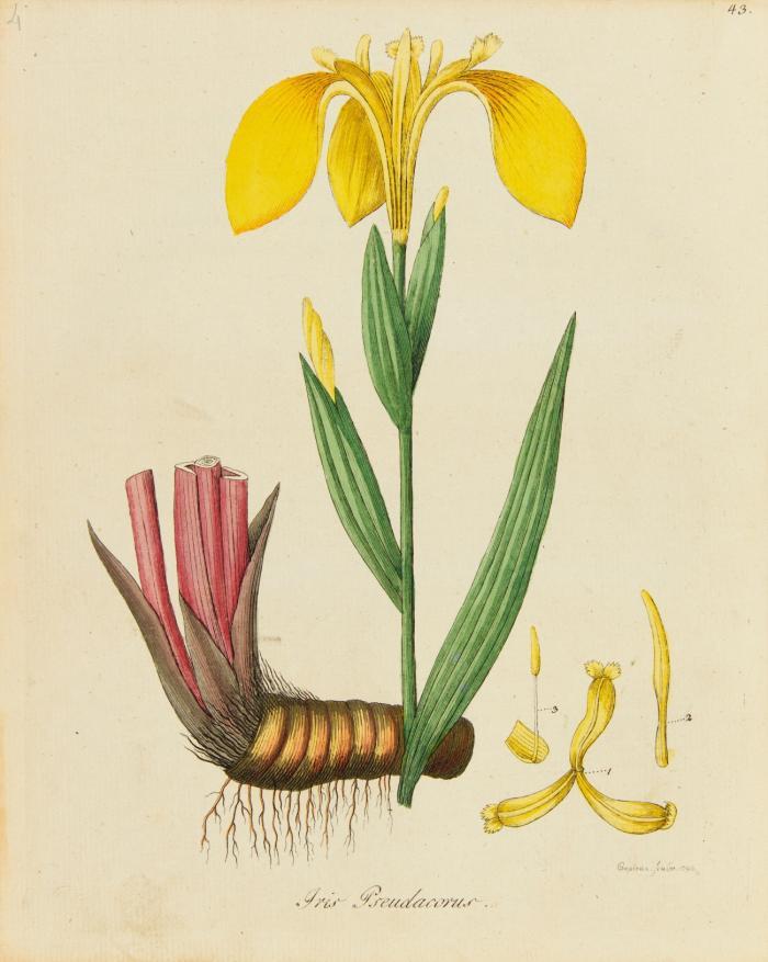 Botanisches Bilderbuch für die Jugend und Freunde der Pflanzenkunde. Bde. 1-4 (von 5). (Bde. 3 u. 4 mit Nebentitel: Getreue Abbildungen und Zergliederungen deutscher Gewächse, Erster/Zweiter Band).