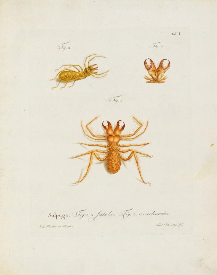 Natursystem der ungeflügelten Insekten. 3 Hefte (von 4) in 1 Bd.