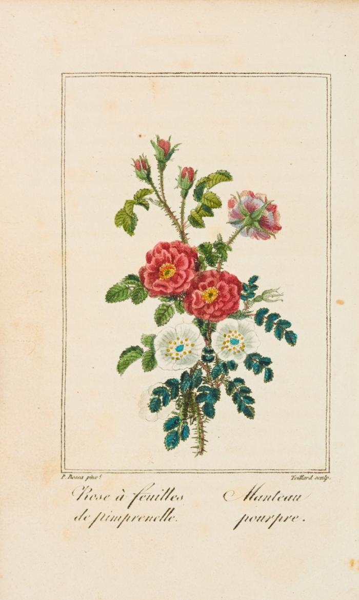 Histoire des roses.