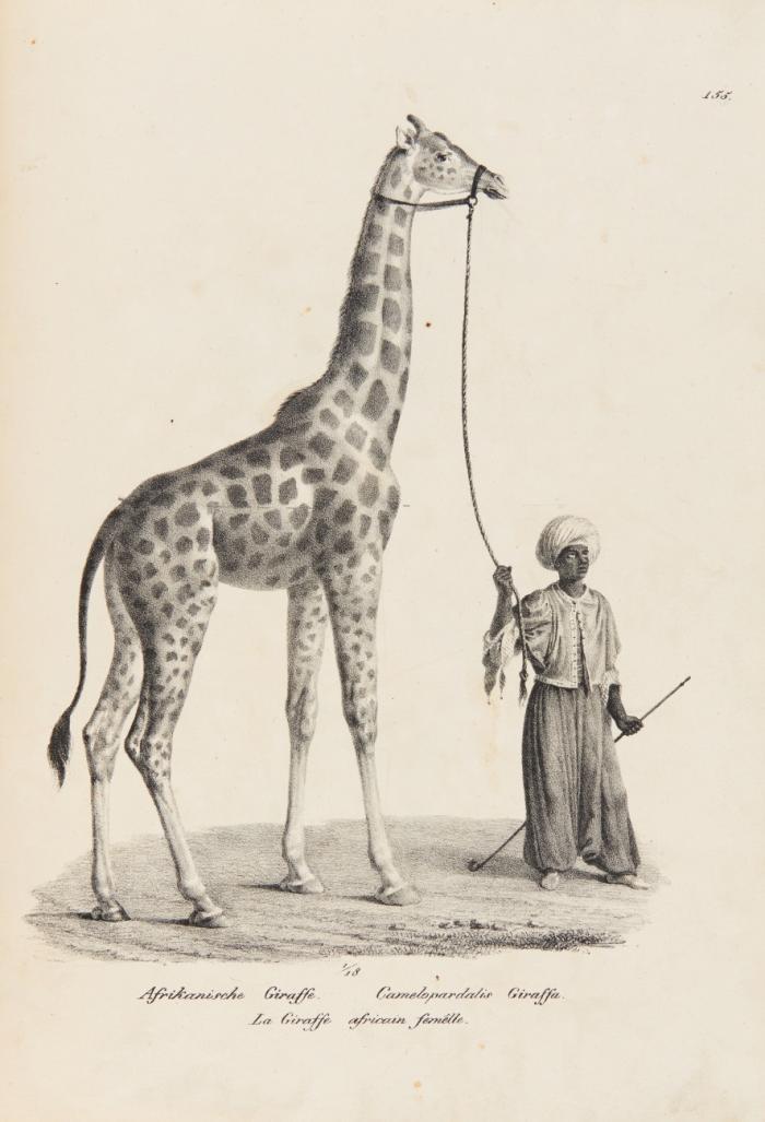 (Naturgeschichte und Abbildungen der Säugethiere. Nur Tafelband: ) Naturhistorische Abbildungen der Saeugethiere.