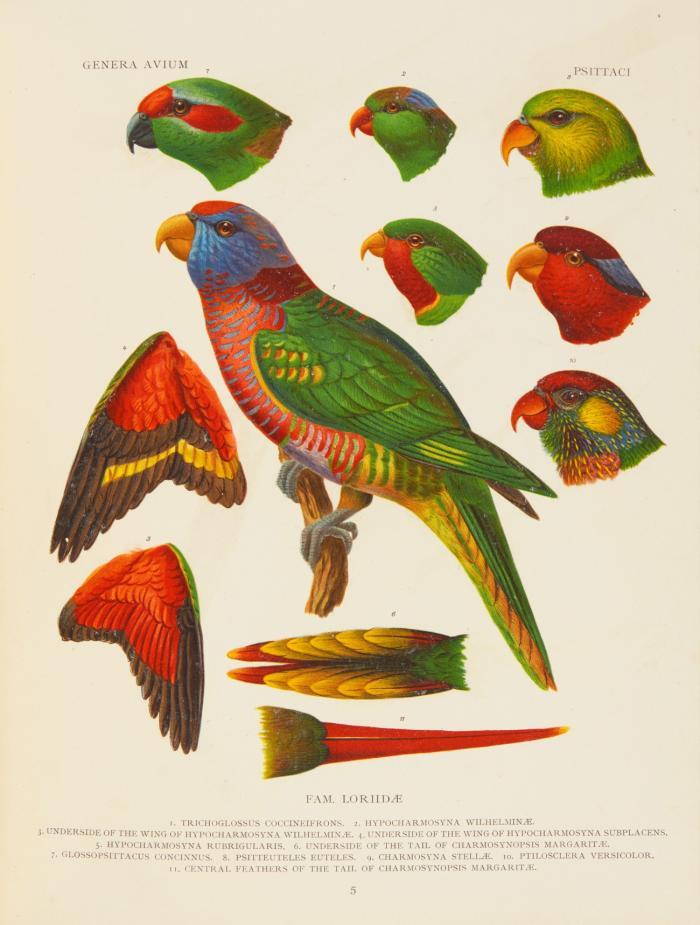 Genera avium. With contributions by P. L. Sclater, R. Bowdler Sharpe u. a. 26 Hefte in 1 Bd.