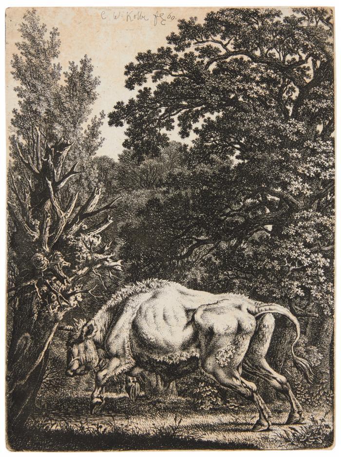Walddickicht, vor dem ein Stier nach links springt.
