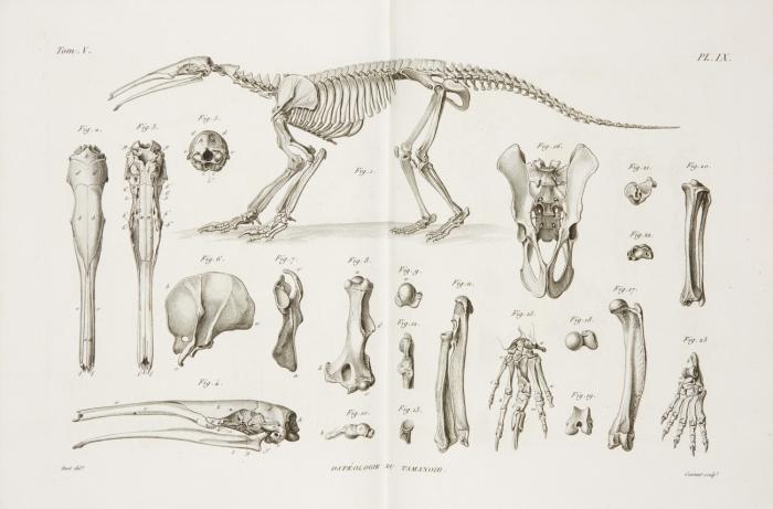 Recherches sur les ossemens fossiles, où l'on rétablit les caractères de plusieurs animaux dont les révolutions du globe ont détruit les espèces. Nouvelle édition, entièrement refondue, et considérablement augmentée. Bde I, II/1, II/2, III, IV, V/1 in 6 Bänden (von 7).