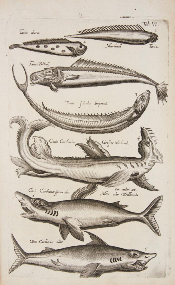 Historiae naturalis de piscibus et cetis libri V. / Historiae naturalis de exsanguibus aquaticis libri IV. 2 Tle. in 1 Bd.