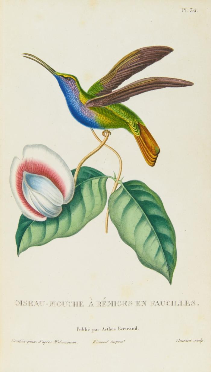 Histoire naturelle des oiseaux-mouches, ouvrage orné de planches dessinées et gravées par les meilleurs artistes. 3 Bände.