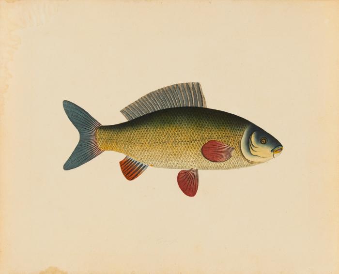 Fische. – Sammlung.