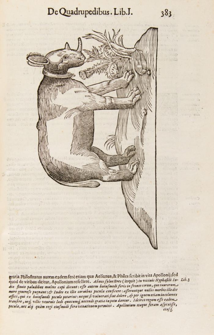 De quadrupedibus solidipedibus volumen integrum ... Marcus Antonius Bernia in lucem restituit.