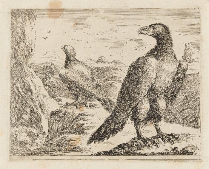 Adler.