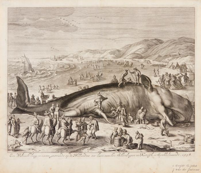 Een Walvisch lang 70 voeten, gestrandt op de Hollandtse zee-kust, tusschen Schevelingen en Katwyk in Sprokkelmaandt, 1598.