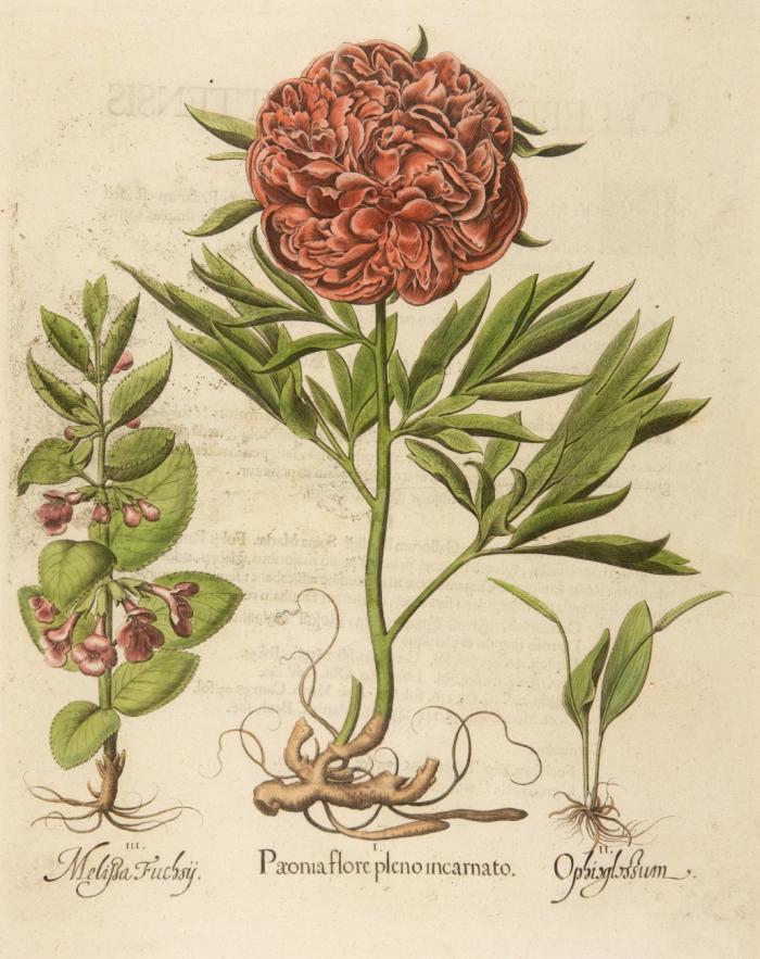 Hortus Eystettensis. I. Paeonia flore pleno incarnato / II. Ophioglossium / III. Melissa Fuchsii, Gefüllte Garten-Pfingstrose, Natterzunge und Melisse.