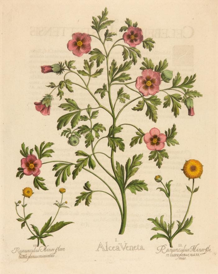 Hortus Eystettensis. I. Alcea Veneta / II. Ranunculus Minor flore luteo plenus maximus / III. Ranunculus Minor flore luteo plenus minimus, Stundenblume, Ranunkeln.