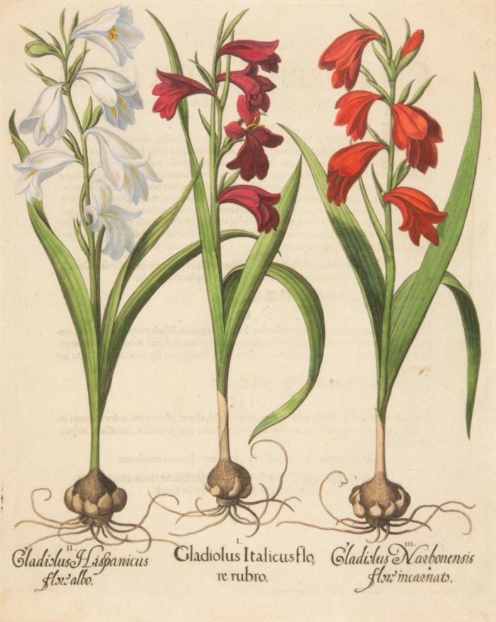 Hortus Eystettensis. I. Gladiolus Italicus flore rubro. II. Gladiolus Hispanicus flore albo. III. Gladiolus Narbonensis flore incarnato, Gladiolen.