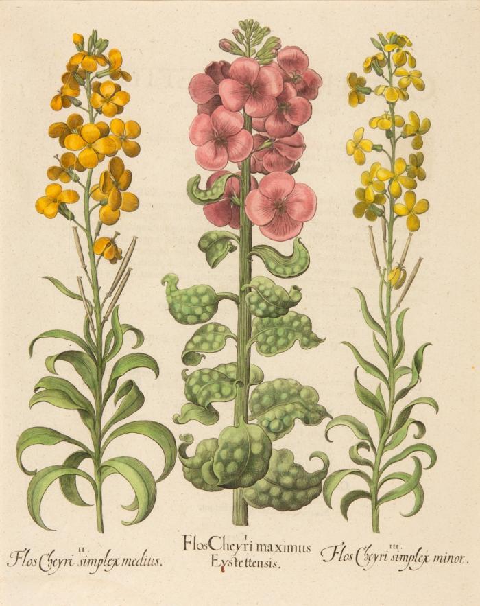 Hortus Eystettensis. I. Flos Cheyri maximus Eystettensis / II. Flos Cheyri simplex medius / III. Flos Cheyri simplex minor, Goldlack.