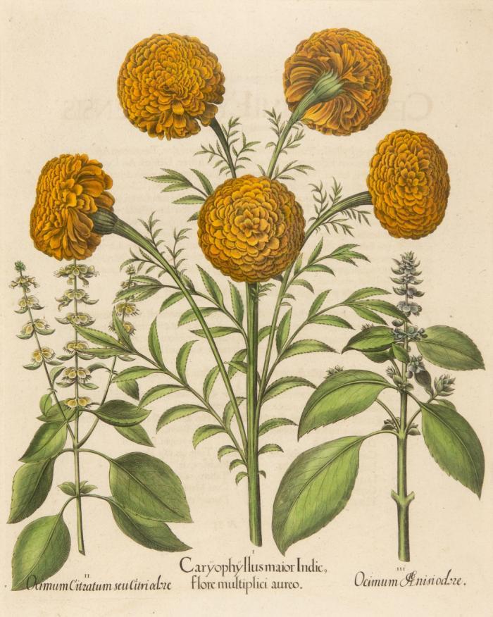 Hortus Eystettensis. I. Caryophyllus major Indic flore multiplici auro / II Ocimum Citratum seu litri odre / III. Ocimum nisi odre, Nelken.